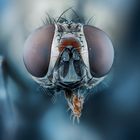 Portrait einer Fliege