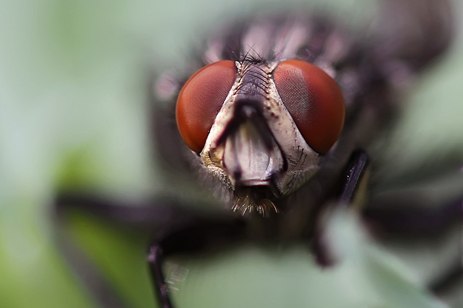 Portrait einer Fliege.