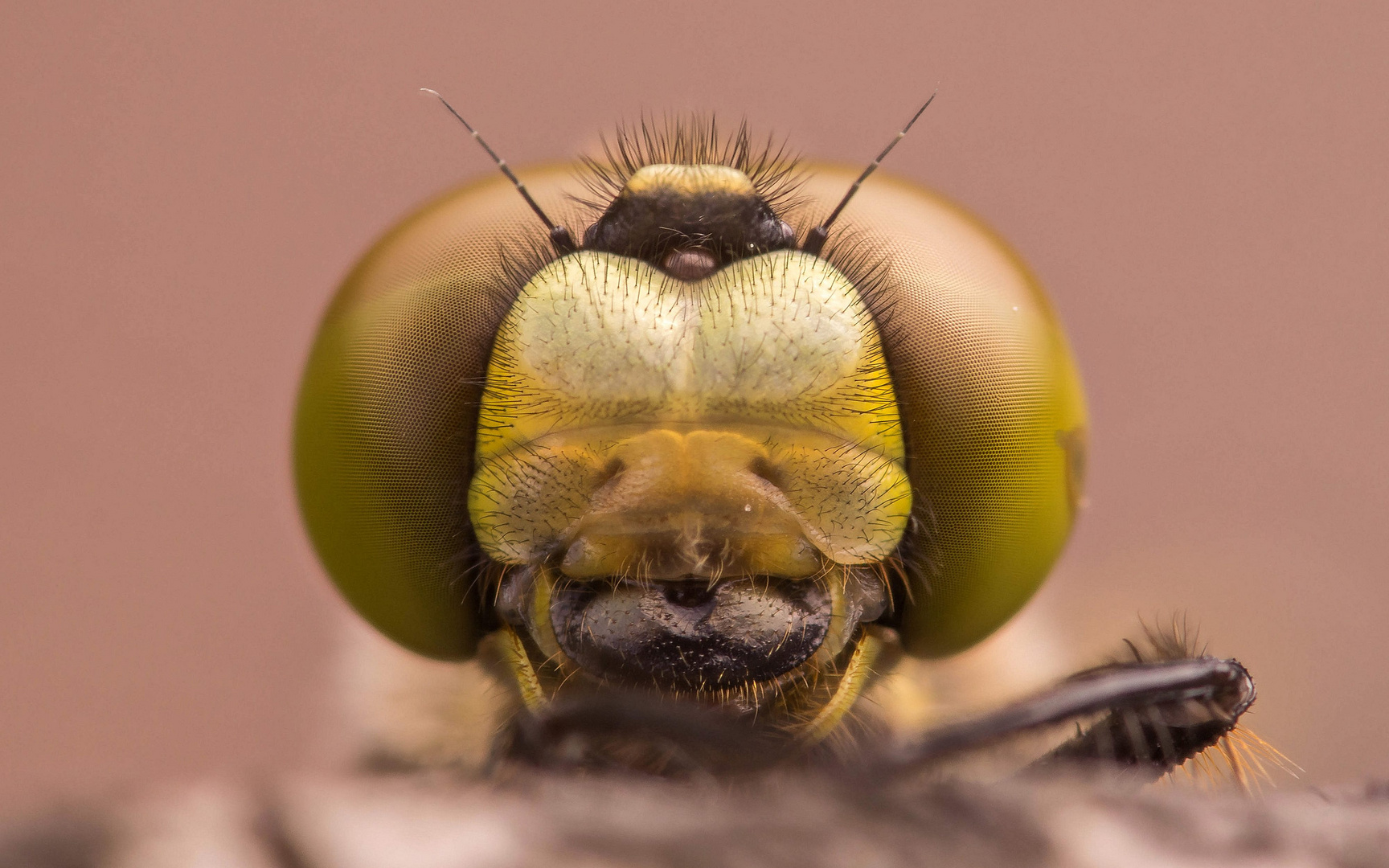 Portrait einer frisch geschlüpften Vierpflecklibelle