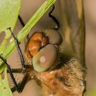 Portrait einer frischen Spitzenflecklibelle