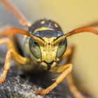 Portrait einer Gallische Feldwespe