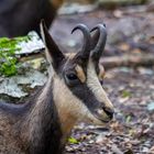 Portrait einer Gams