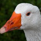  Portrait einer Gans