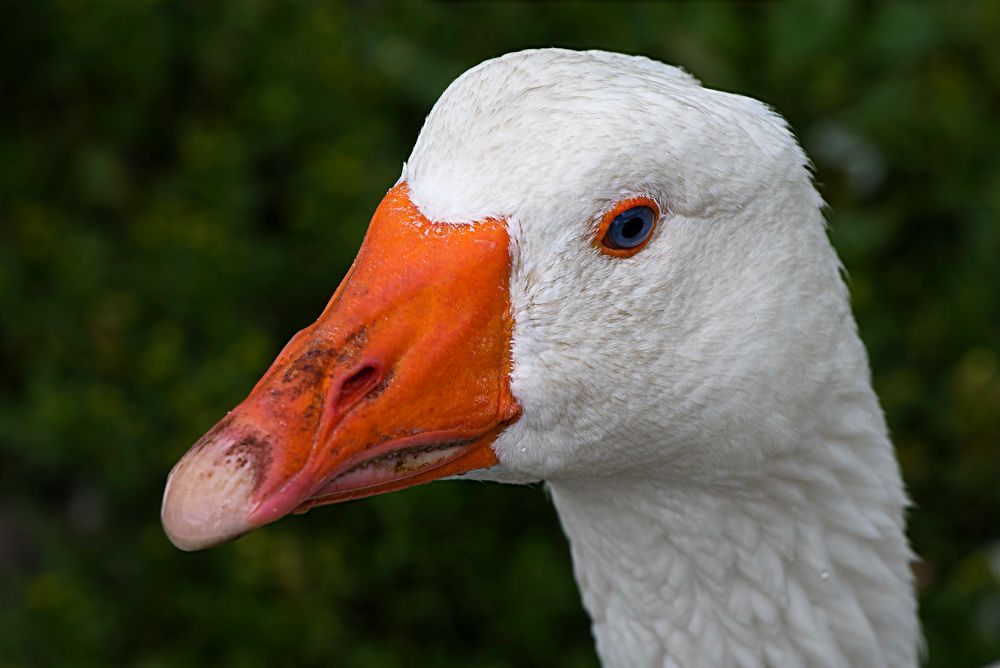  Portrait einer Gans