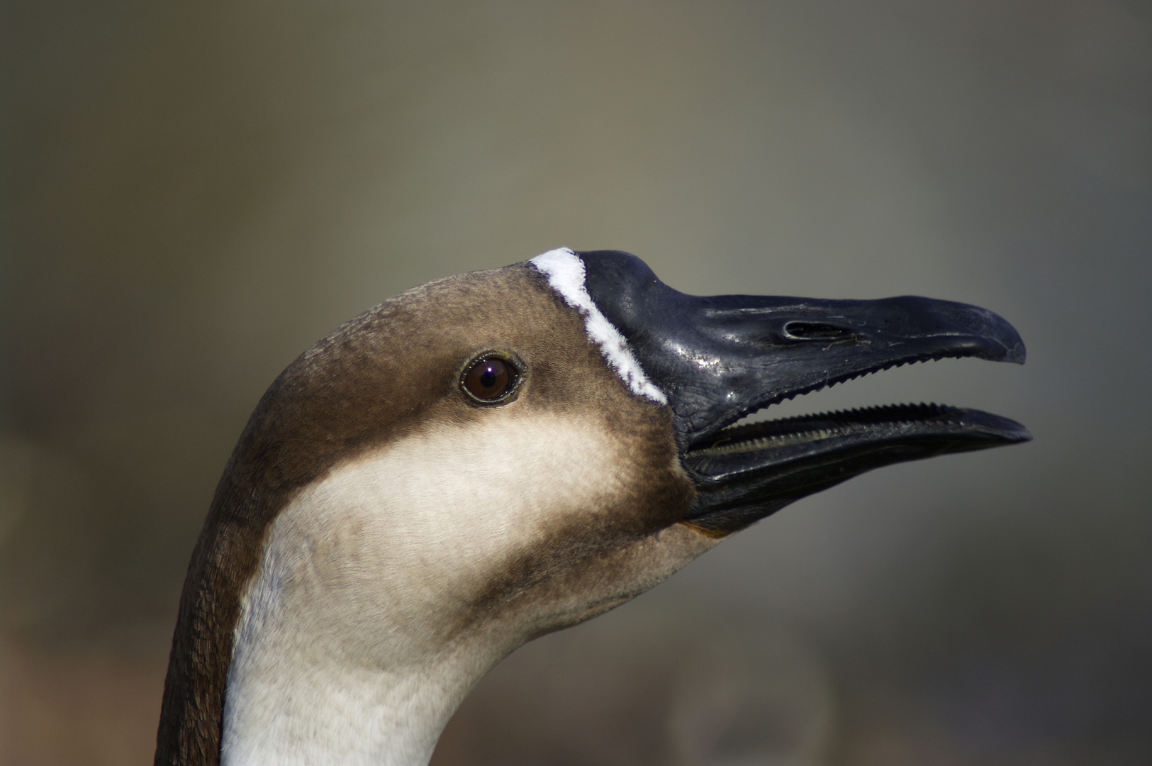 Portrait einer Gans