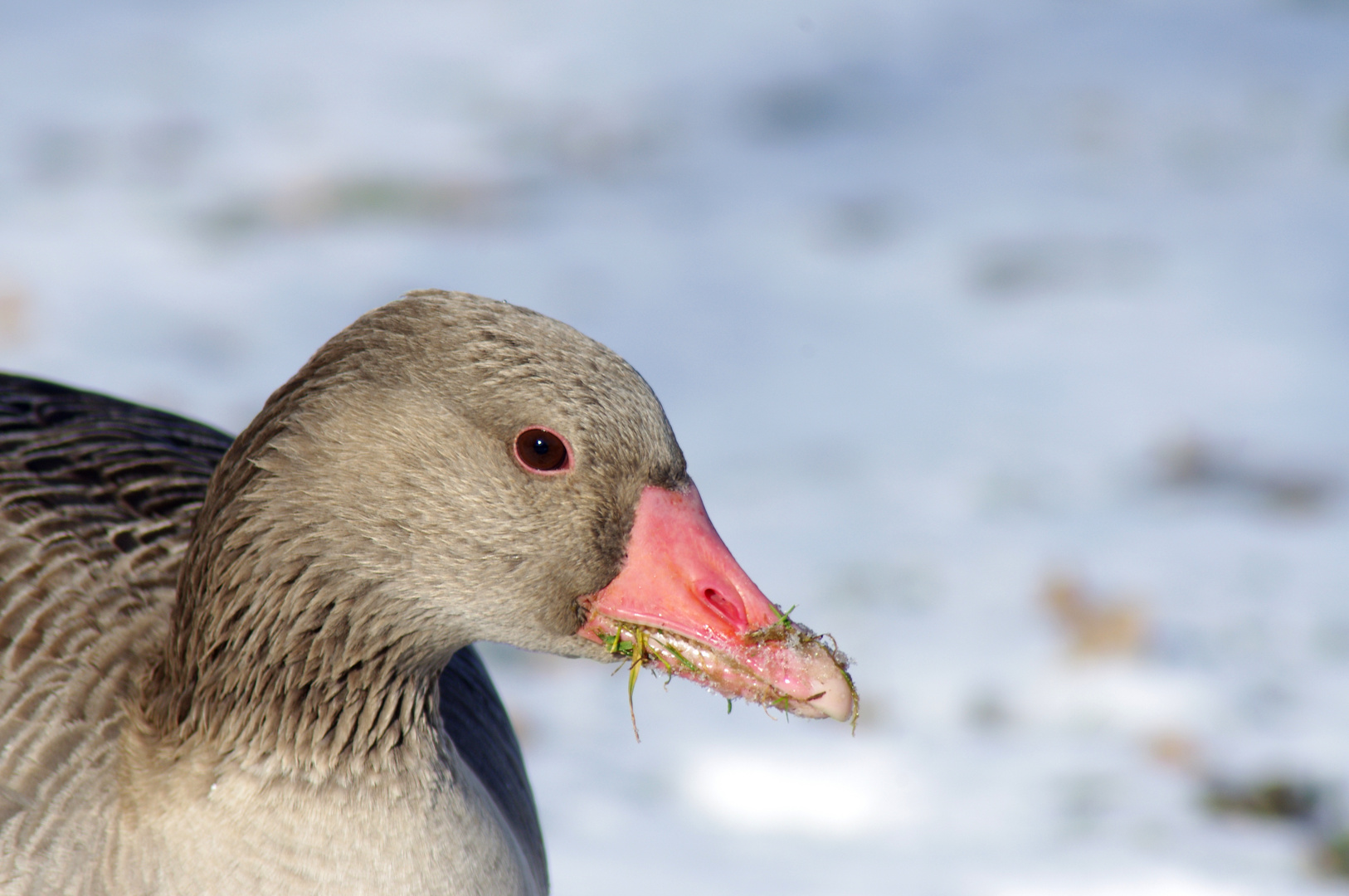 Portrait einer Gans