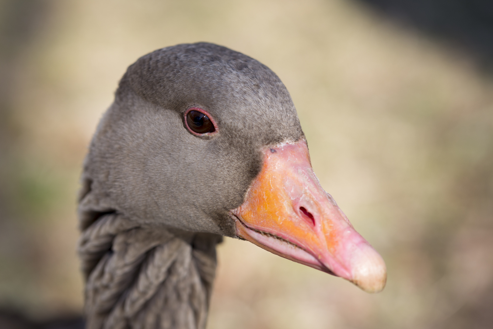 Portrait einer Gans