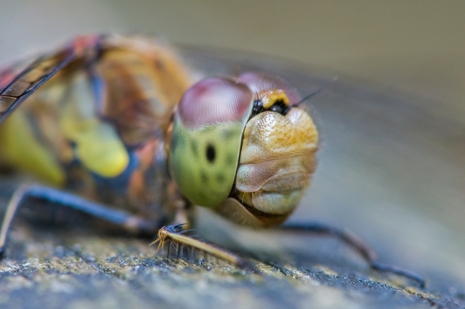 Portrait einer Gemeinen Heidelibelle