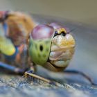 Portrait einer Gemeinen Heidelibelle