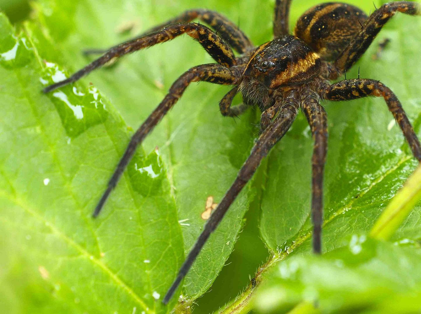 PORTRAIT EINER GERANDETEN JAGDSPINNE