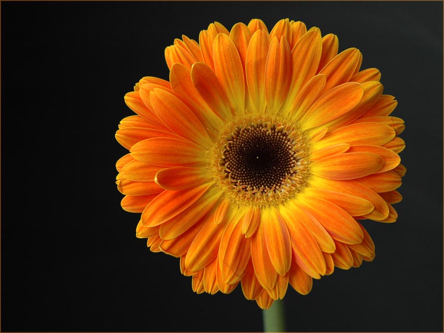 Portrait einer Gerbera