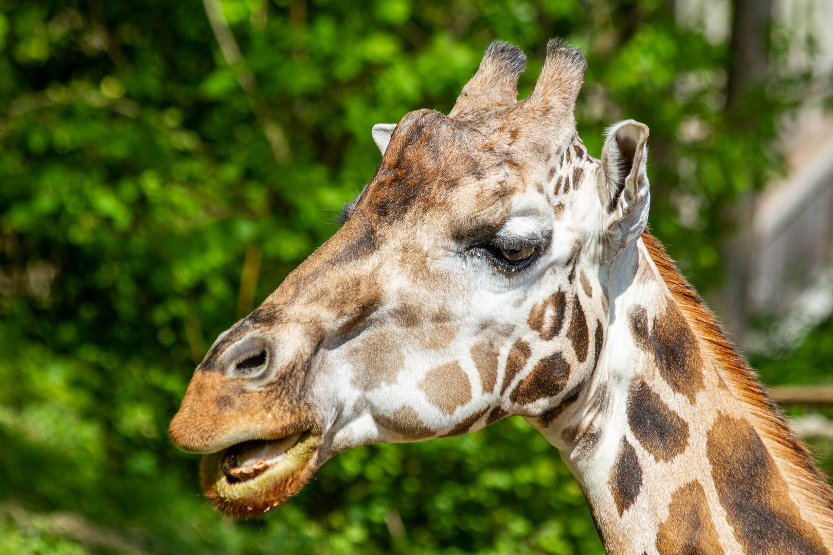 Portrait einer Giraffe