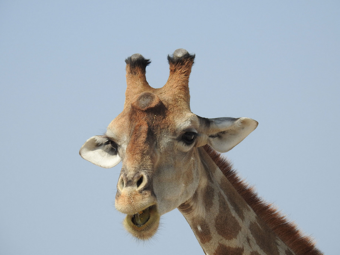 Portrait einer Giraffe