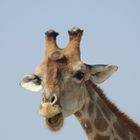 Portrait einer Giraffe