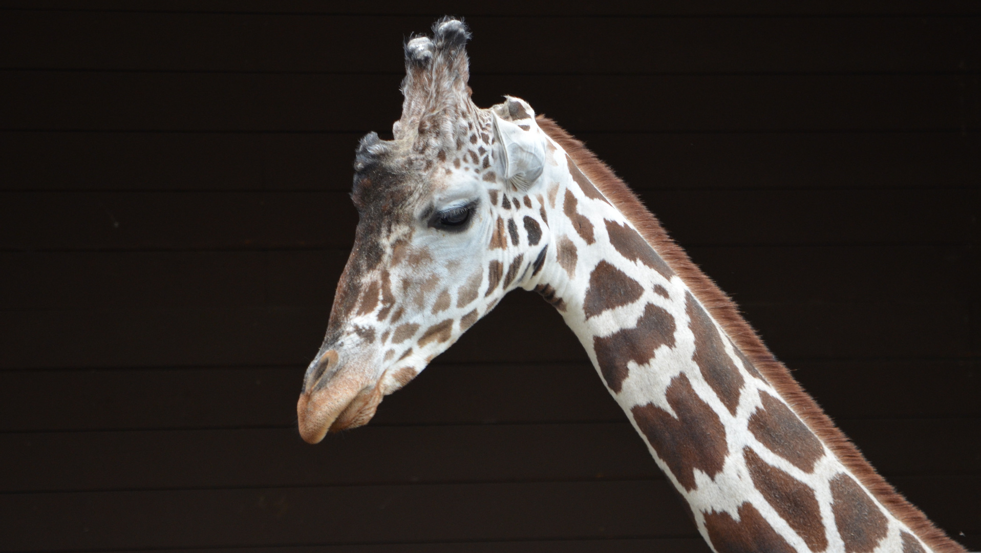 Portrait einer Giraffe