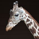 Portrait einer Giraffe