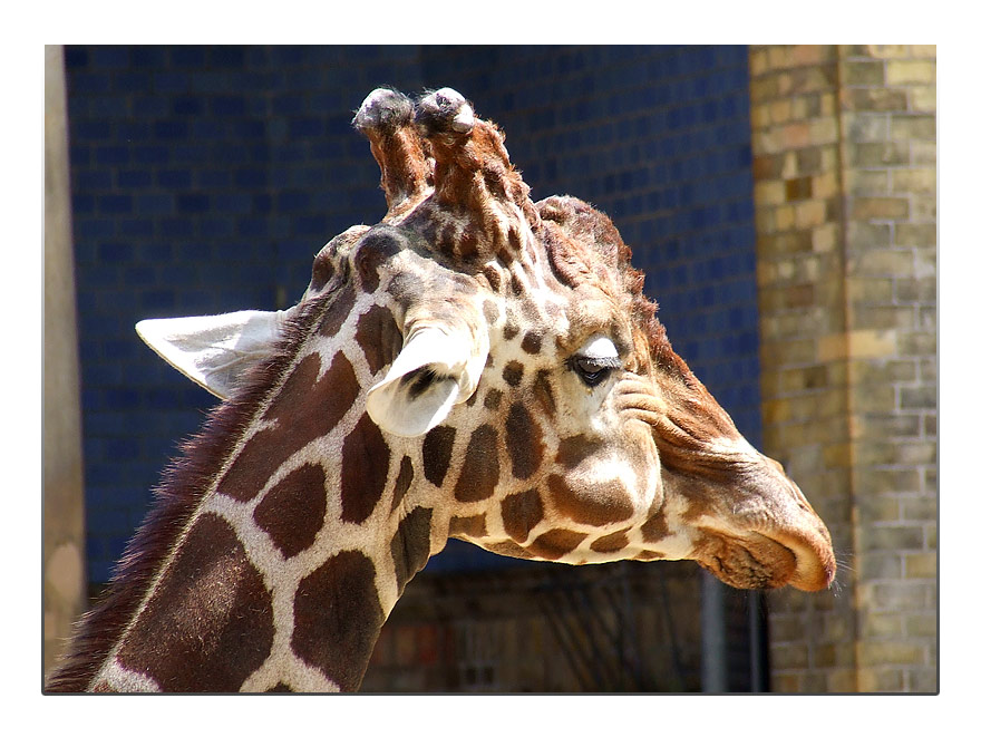 Portrait einer Giraffe