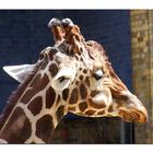 Portrait einer Giraffe