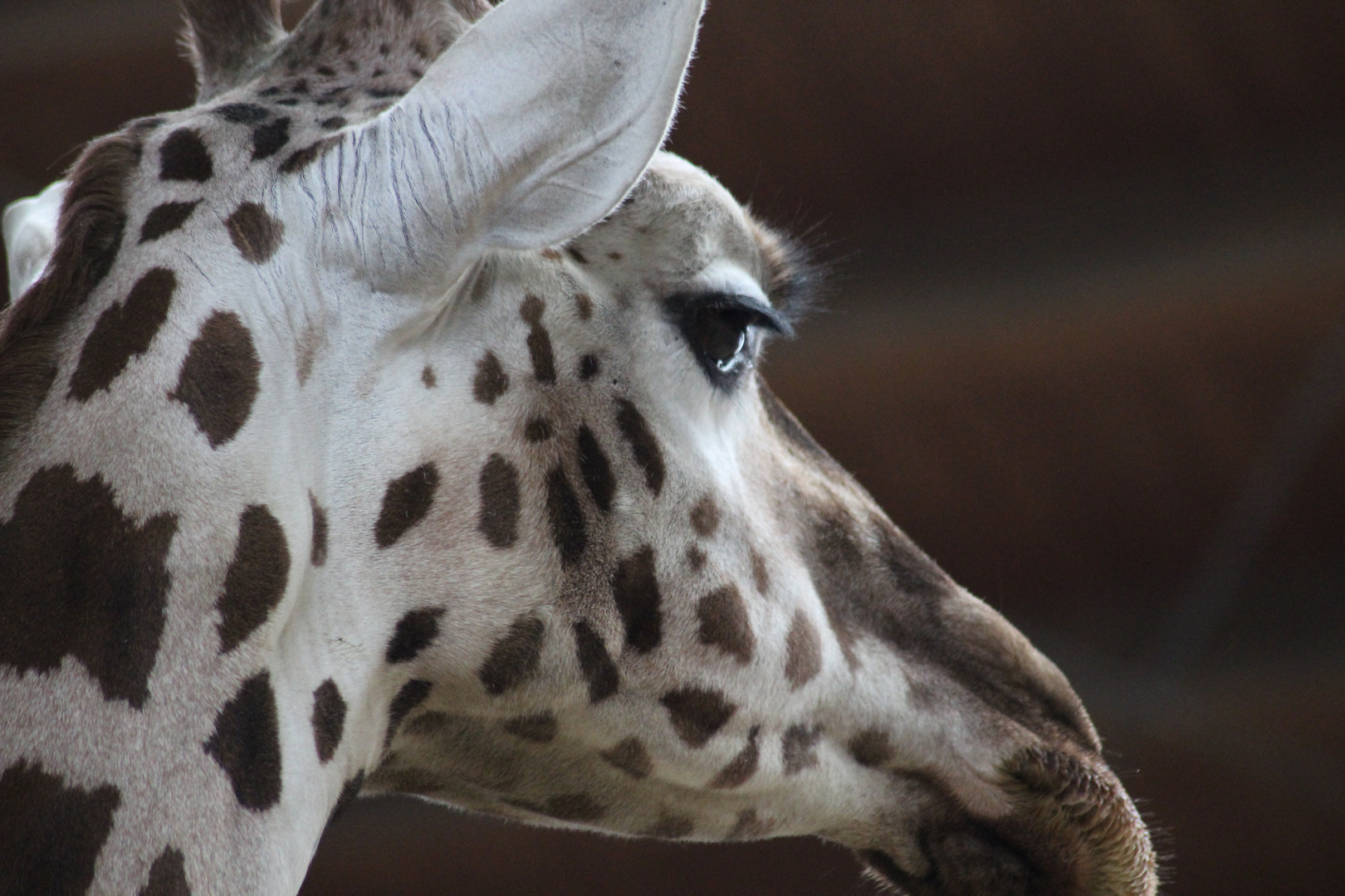 Portrait einer Giraffe