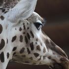 Portrait einer Giraffe