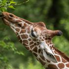 Portrait einer Giraffe