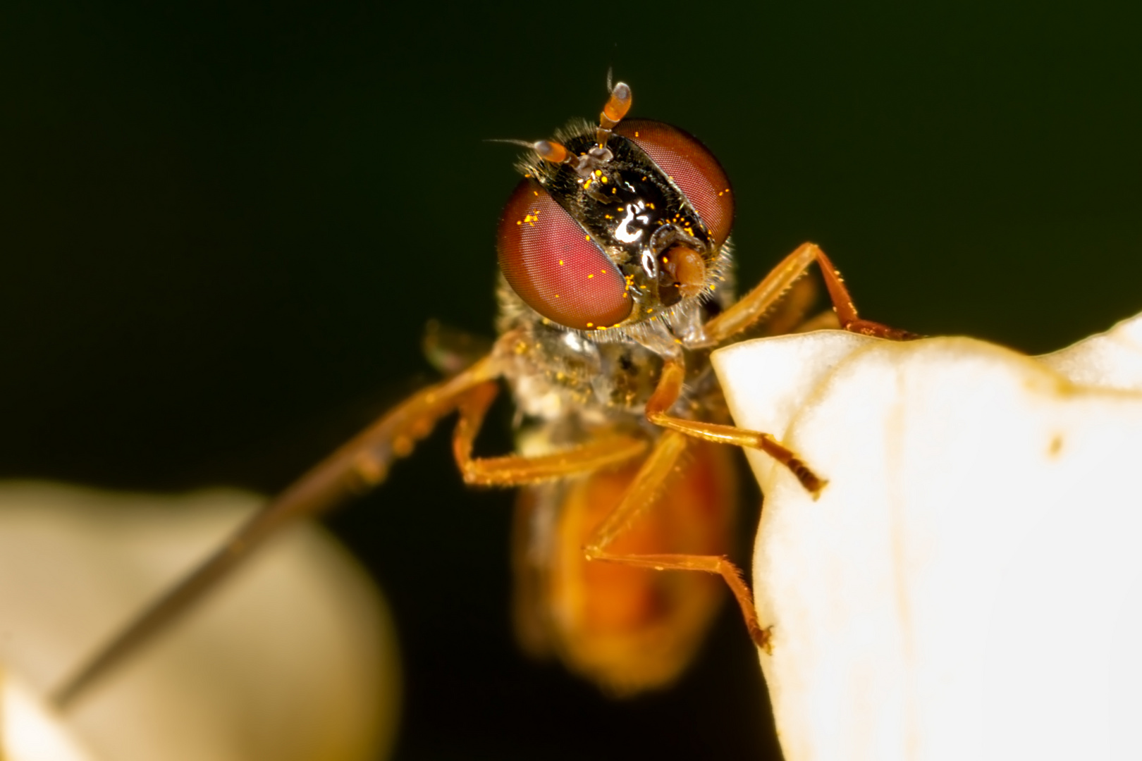 Portrait einer glänzenden Schwarzkopfschwebfliege