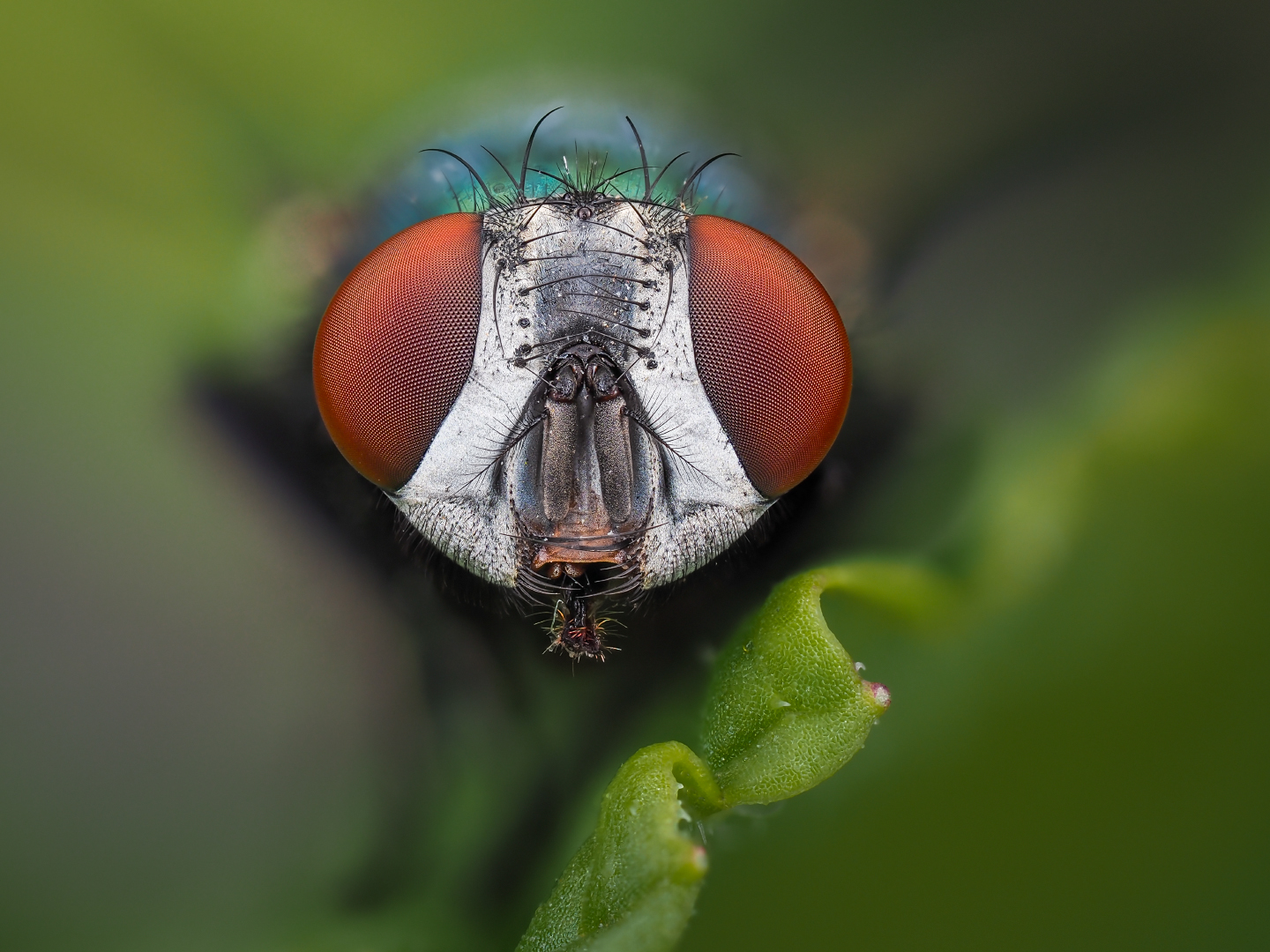 Portrait einer Goldfliege