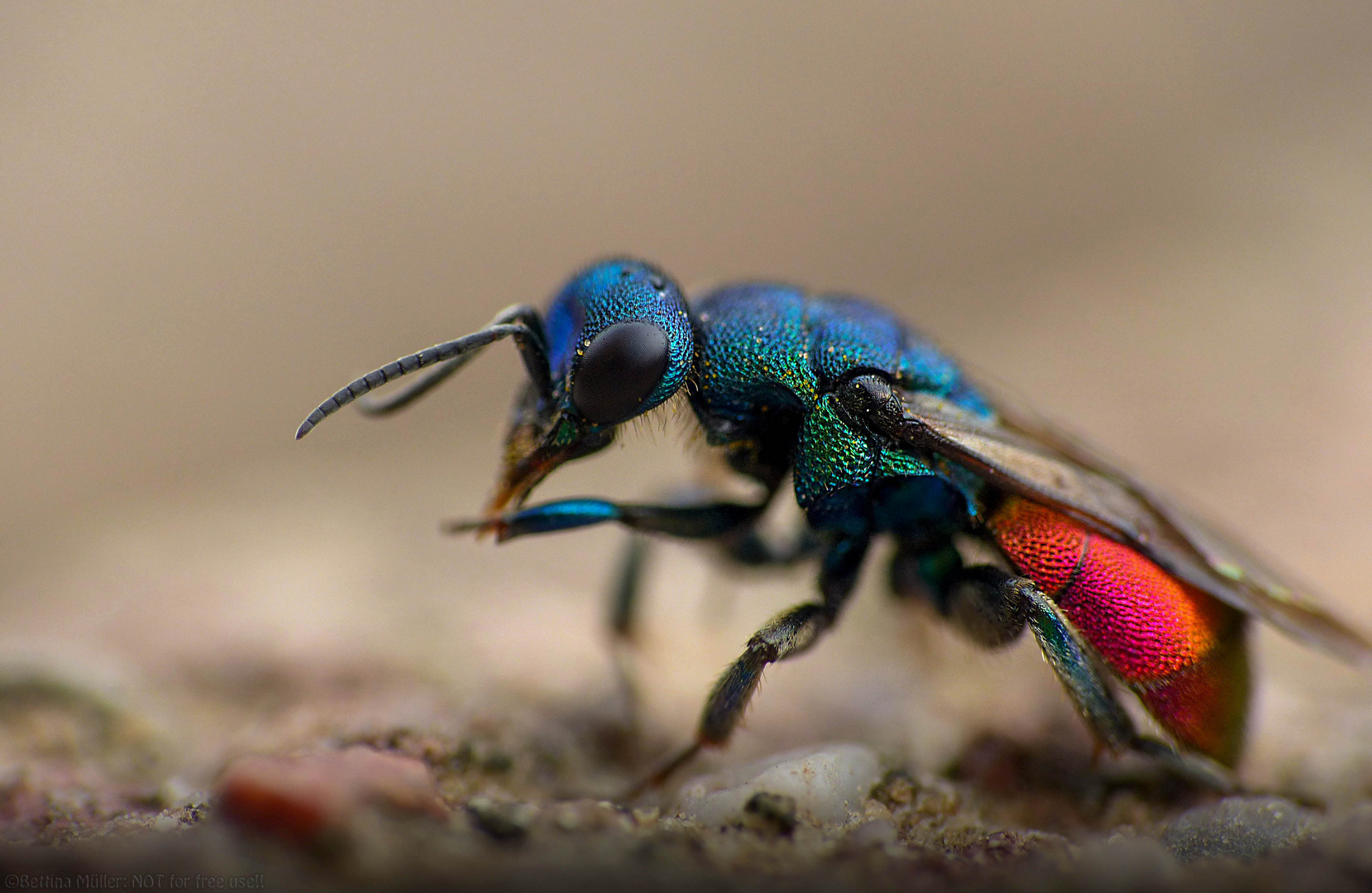 Portrait einer Goldwespe (Ruby-tailed wasp)