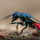 Portrait einer Goldwespe (Ruby-tailed wasp)