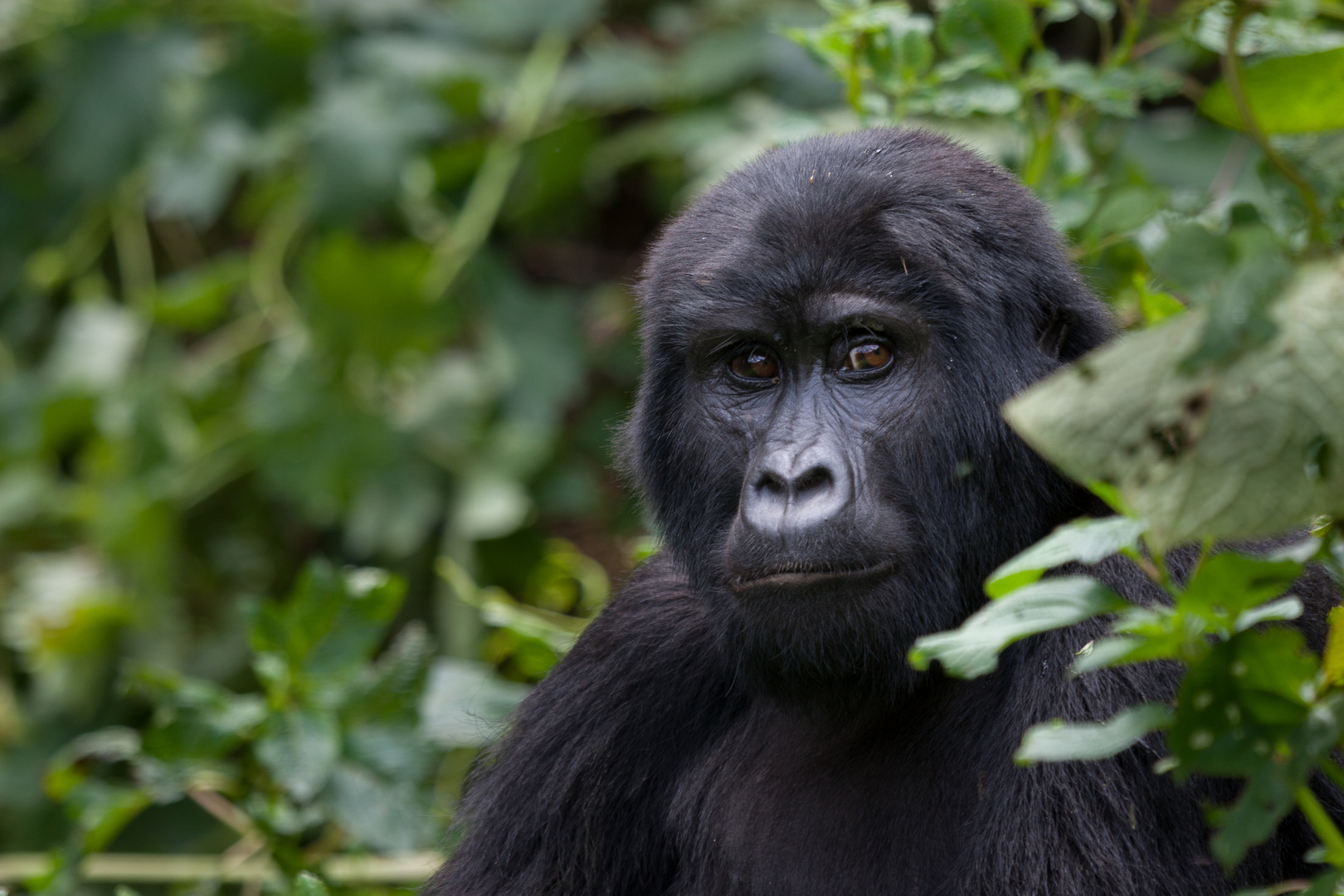 Portrait einer Gorila-Dame (wildlife)