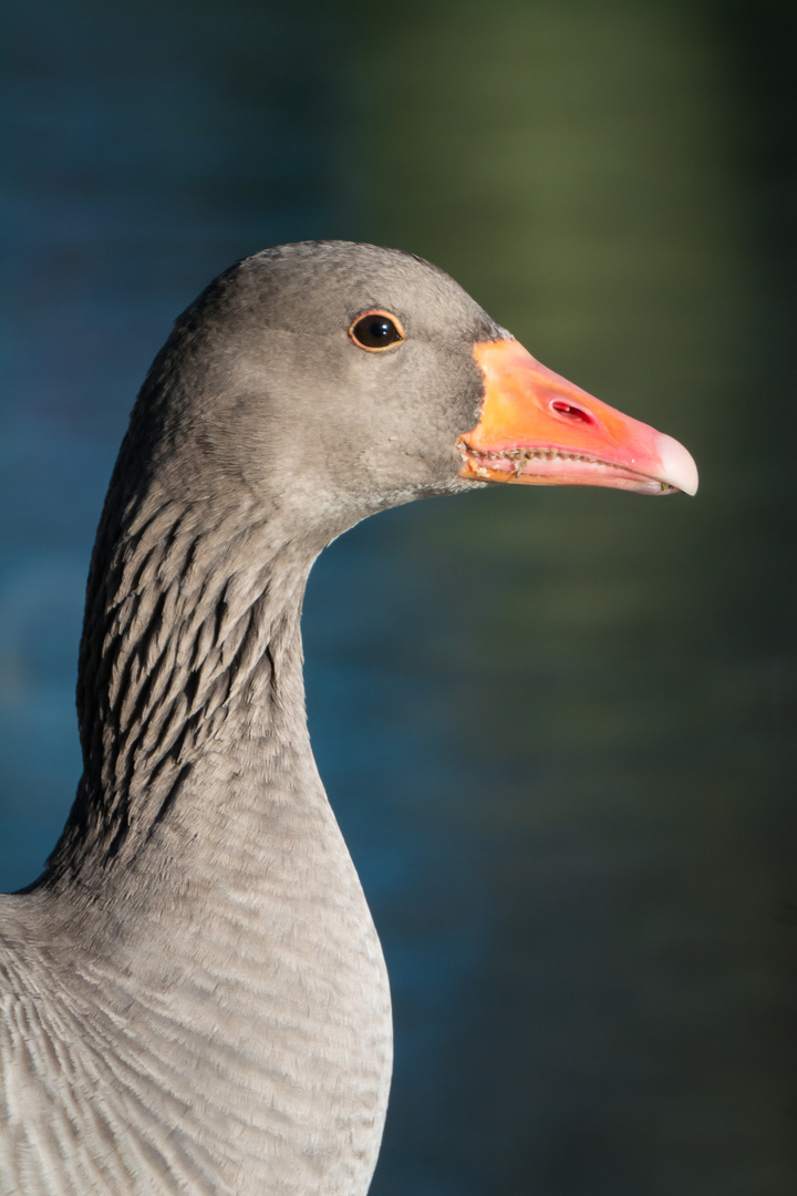 Portrait einer Graugans