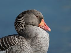 Portrait einer Graugans