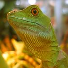 Portrait einer grünen Echse, (Stirnlappenbasilisk, weiblich)