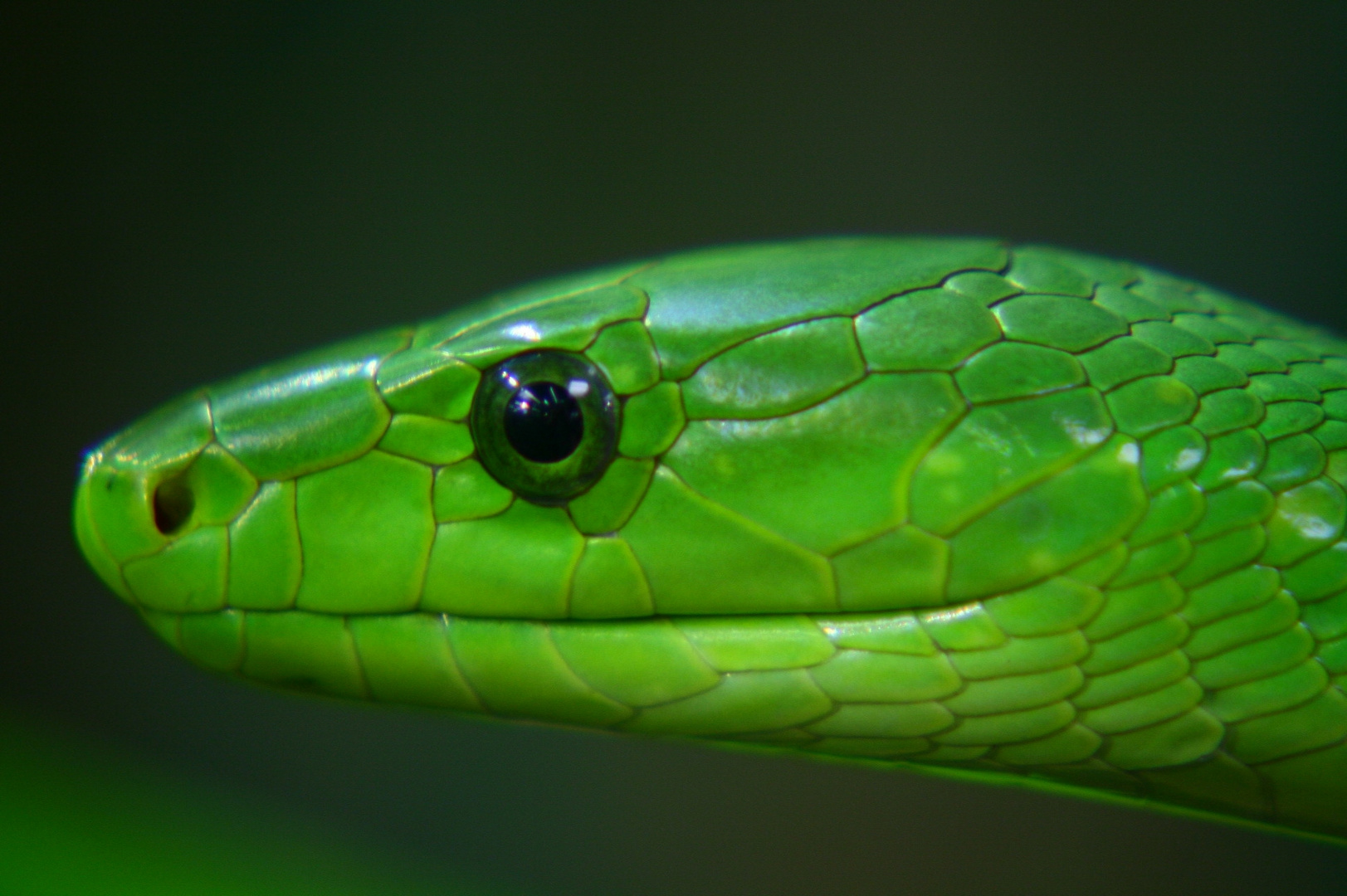 Portrait einer grünen Mamba