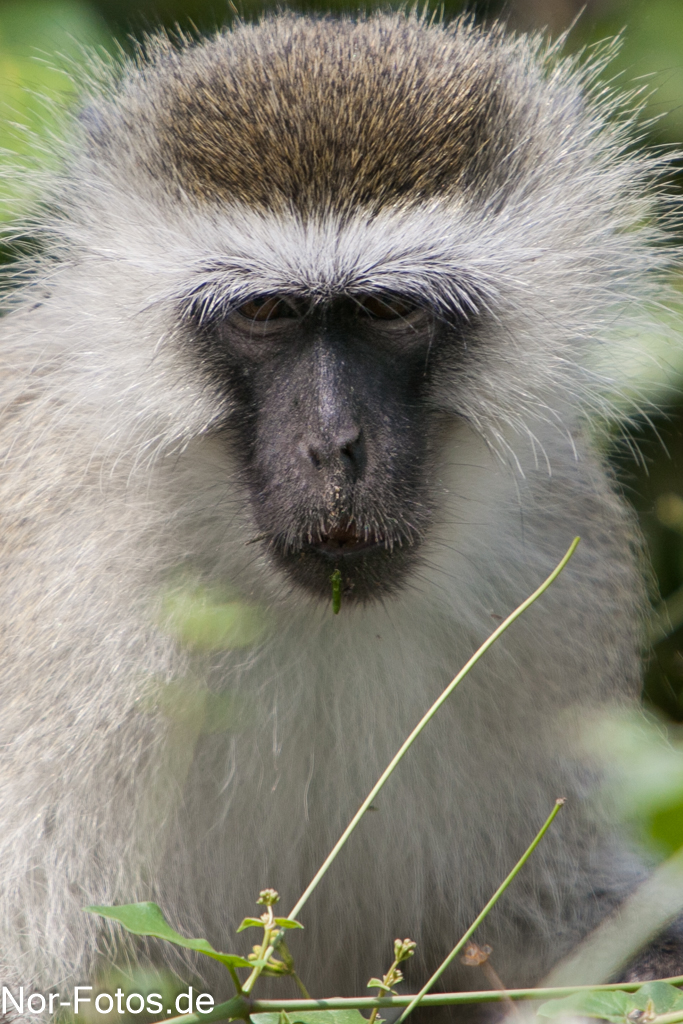 Portrait einer grünen Meerkatze