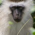 Portrait einer grünen Meerkatze