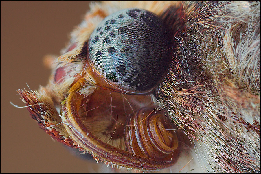 Portrait einer Hausmutter [Noctua pronuba]