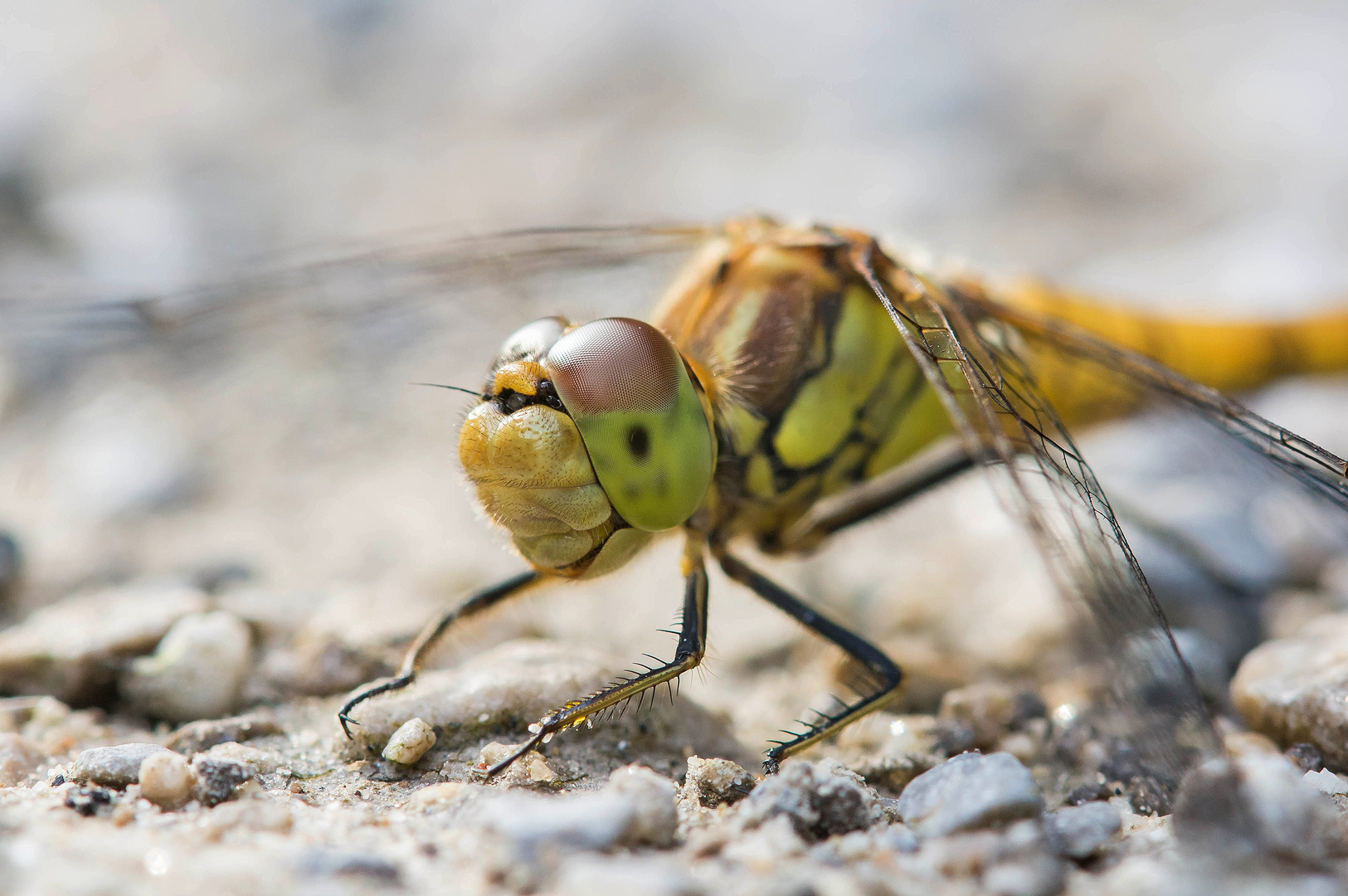 Portrait einer Heidelibelle