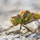 Portrait einer Heidelibelle