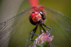 portrait einer heidelibelle