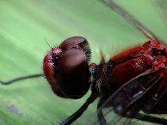 Portrait einer Heidelibelle