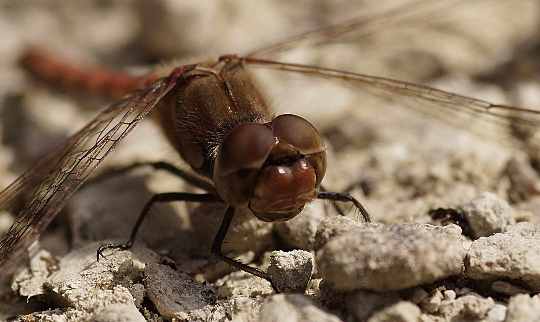 Portrait einer Heidelibelle