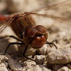 Portrait einer Heidelibelle