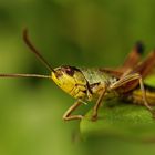 Portrait einer Heuschrecke