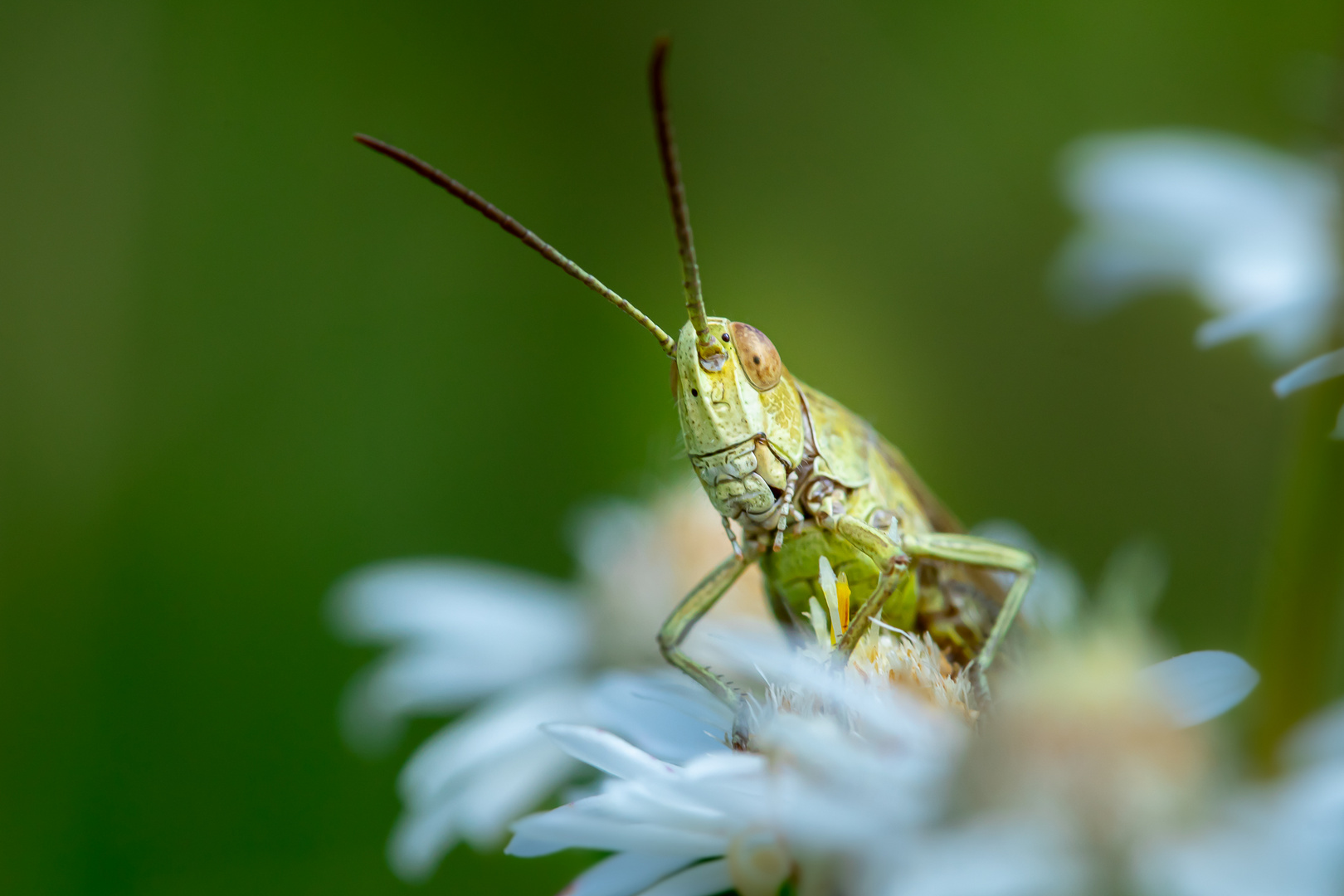 Portrait einer Heuschrecke