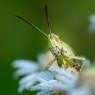 Portrait einer Heuschrecke