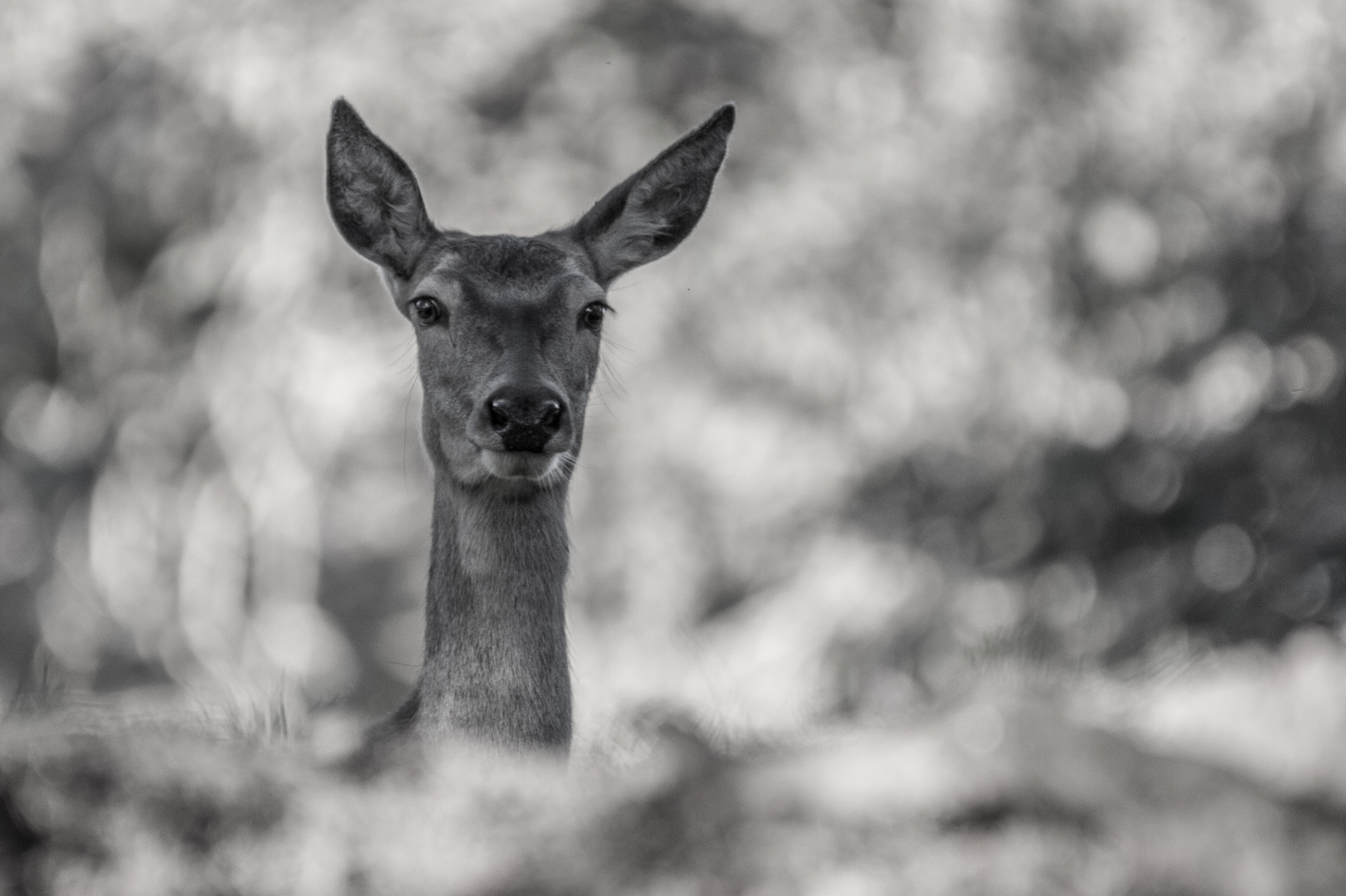 Portrait einer Hirschkuh