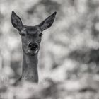 Portrait einer Hirschkuh