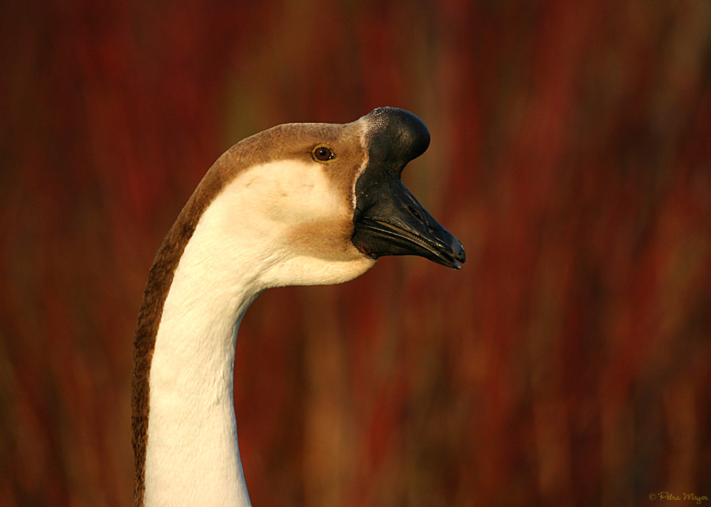 Portrait einer Höckergans