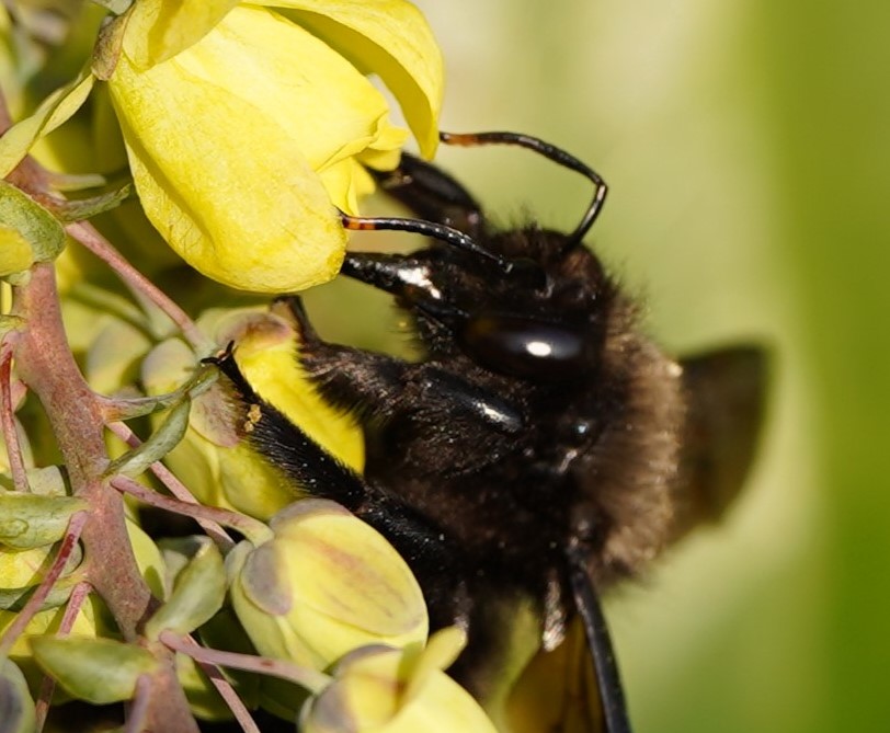 Portrait einer Holzbiene